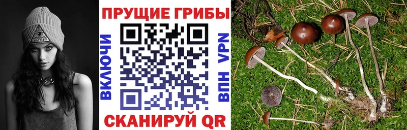 Псилоцибиновые грибы мухоморы  купить наркотики цена  Новоалтайск 